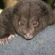 Image for article titled Rodents of Unusual Size Found in Volcanic Lost World